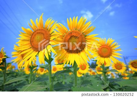 向日葵 / 栃木縣上川町 130020252