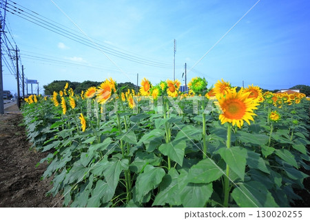 向日葵節／栃木縣上川町 130020255