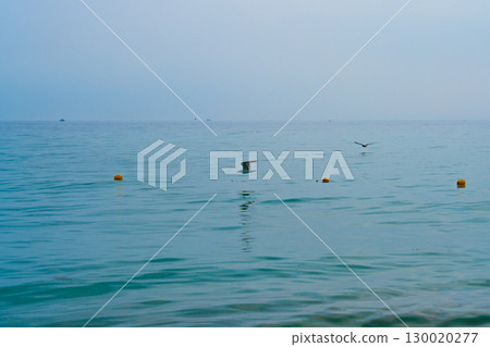 Seagull flies low over the water. Flying low over the lake. 130020277