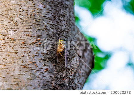 A cicada sits on a tree on hot summer day, closeup shot. Slow motion. Korea A cicada sits on a tree on hot summer day, closeup shot. Slow motion. Korea 130020278