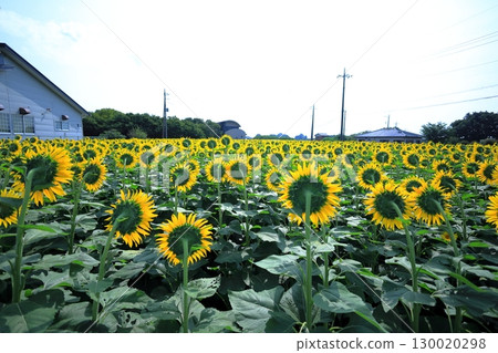 Sunflower Festival / Kamikawa Town, Tochigi Prefecture 130020298