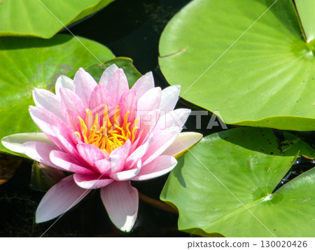 Pink water lilies floating on the surface of the water Pink water lilies floating on the surface of the water 130020426