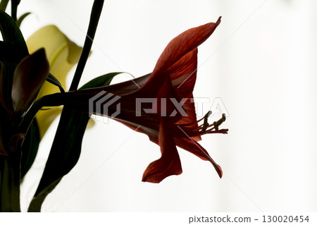 朱頂紅 朱頂紅 130020454