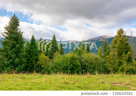 forest in mountain landscape with cloudy sky. alps of ukraine. beautiful nature travel background. scenic view of alpine countryside. coniferous trees on the hill in early autumn 130020581