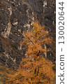 Autumn in the mountains. Altai Mountains 130020644