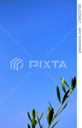 Olive and blue sky 130020700