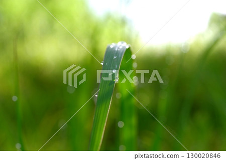 blades of grass wet with morning dew blades of grass wet with morning dew 130020846
