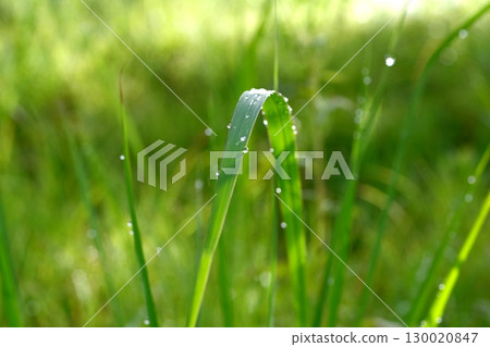 Wet grass wet in morning dew Wet grass wet in morning dew 130020847