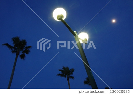 Palm trees, moon and blue sky 130020925