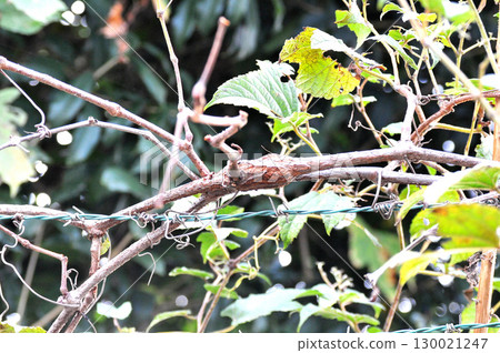 A nest of grape borers on a wild grape vine 130021247