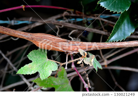 A nest of grape borers on a wild grape vine A nest of grape borers on a wild grape vine 130021249