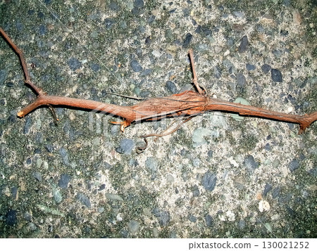 A nest of grape borers on a wild grape vine 130021252