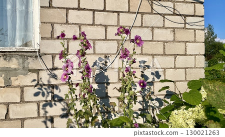 Purple Hollyhocks in Bloom Against a Brick Wall 130021263