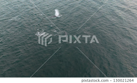 Aerial view of two fin whales, Balaenoptera physalus, hunting in Donegal Bay, Ireland Aerial view of two fin whales, Balaenoptera physalus, hunting in Donegal Bay, Ireland 130021264