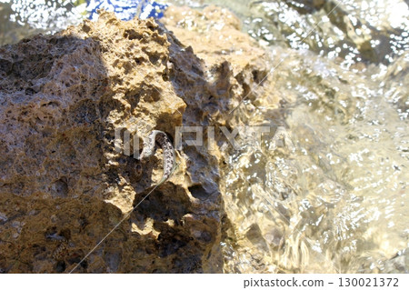 Coastal Rock with Small Marine Creature in Shallow Water at Beach Shore 130021372