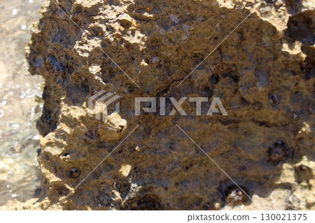 Textured Coastal Rock with Small Shells in Shallow Water at Beach Edge Textured Coastal Rock with Small Shells in Shallow Water at Beach Edge 130021375