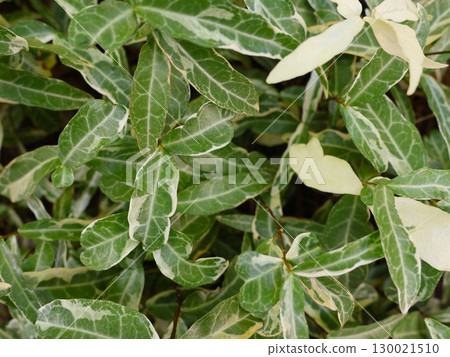 Green background Green background 130021510