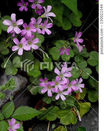 紫色酢漿草花(沿河路邊成簇生長) 紫色酢漿草花(沿河路邊成簇生長) 130021544