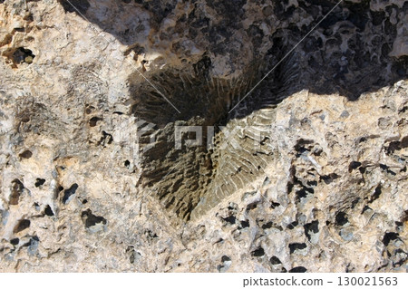 Coral Fossil in Porous Rock Surface Highlighted by Natural Shadows and Light 130021563