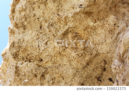 Detailed Coral Fossil Pattern Embedded in a Rough Rocky Outcrop Against Sky 130021573