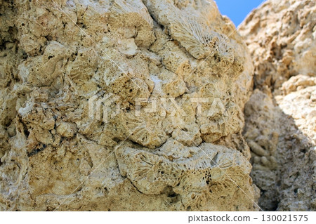 Dense Cluster of Coral Fossils Embedded in a Rough Rocky Terrain Landscape 130021575