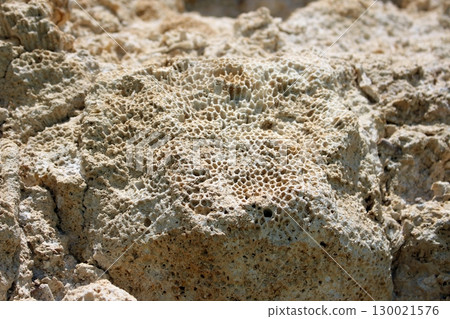 Coral Fossil Rock Displaying a Distinct Honeycomb Pattern in Natural Light 130021576