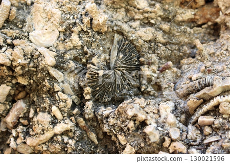 Coral Fossil Prominently Displayed Within a Craggy Rock Formation Surface 130021596