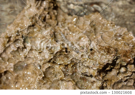 Close Up of Submerged Rock with a Water Sheen Highlighting Porous Texture 130021608
