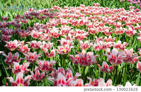 Tulips at Hitachi Seaside Park, Hitachinaka City, Ibaraki Prefecture Tulips at Hitachi Seaside Park, Hitachinaka City, Ibaraki Prefecture 130021628