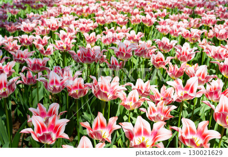 Tulips at Hitachi Seaside Park, Hitachinaka City, Ibaraki Prefecture Tulips at Hitachi Seaside Park, Hitachinaka City, Ibaraki Prefecture 130021629