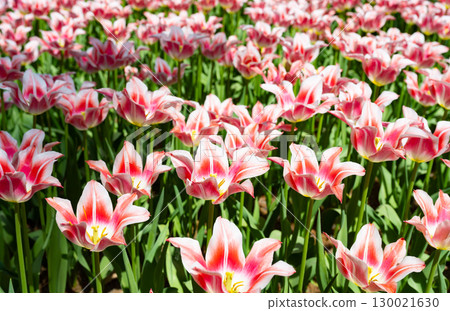 Tulips at Hitachi Seaside Park, Hitachinaka City, Ibaraki Prefecture Tulips at Hitachi Seaside Park, Hitachinaka City, Ibaraki Prefecture 130021630