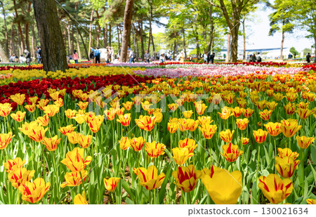 Tulips at Hitachi Seaside Park, Hitachinaka City, Ibaraki Prefecture 130021634