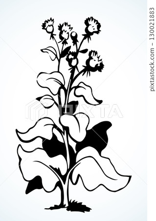 Big blooming burdock. Vector drawing 130021883