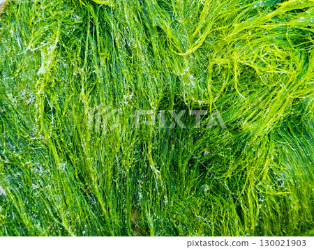 Close up of vibrant green seaweed textures in ocean habitat Close up of vibrant green seaweed textures in ocean habitat 130021903