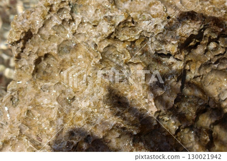 Close Up of a Rocky Surface with a Tiny Creature in a Natural Setting Close Up of a Rocky Surface with a Tiny Creature in a Natural Setting 130021942