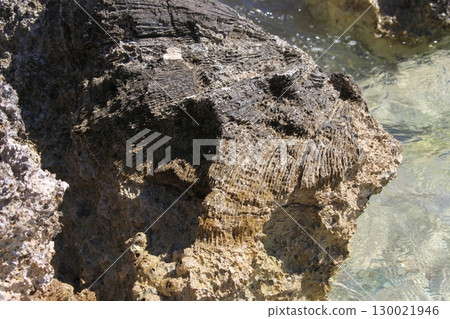 Close Up of a Textured Coastal Rock with Fossils Near Shallow Water Close Up of a Textured Coastal Rock with Fossils Near Shallow Water 130021946