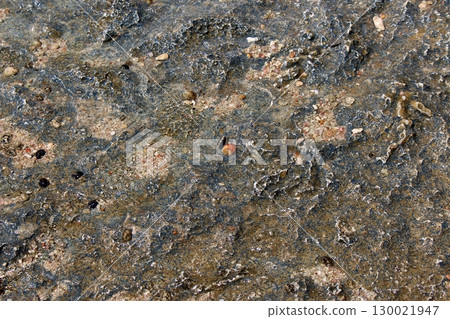 Rocky Surface with a Tiny Shell and Scattered Debris in Natural Light 130021947