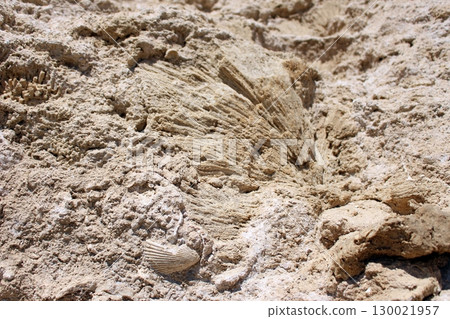 Sandy Rock Surface with a Large Fossil and a Small Shell in Natural Light Sandy Rock Surface with a Large Fossil and a Small Shell in Natural Light 130021957