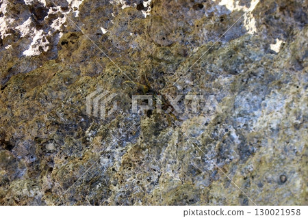Weathered Rock Surface with a Small Crab Blending into the Texture 130021958