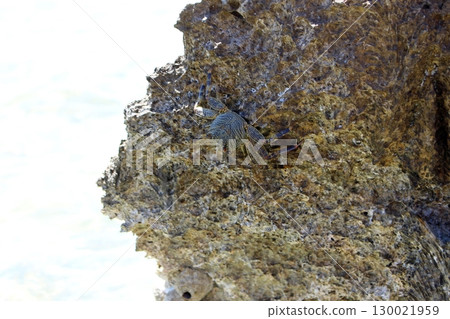 Coastal Rock with a Camouflaged Crab Near the Edge of the Water 130021959
