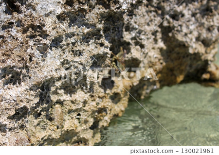Rugged Coastal Rock with Tiny Marine Creatures in Clear Tide Pool Rugged Coastal Rock with Tiny Marine Creatures in Clear Tide Pool 130021961