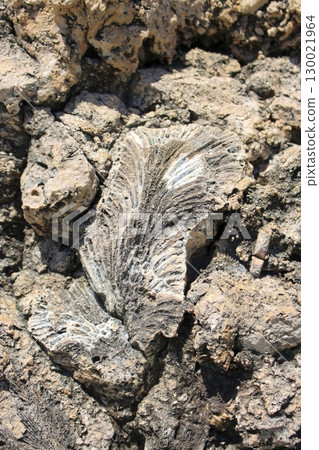 Ancient Coral Fossil Embedded in Rugged Coastal Rock Formation Ancient Coral Fossil Embedded in Rugged Coastal Rock Formation 130021964