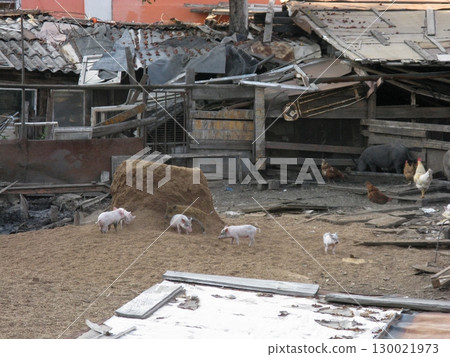Rustic Farmyard with Pigs and Chickens Amidst Debris and Haystack 130021973