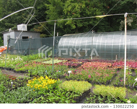 Colorful Garden Nursery with Diverse Plants and Flowers in an Outdoor Greenhouse Colorful Garden Nursery with Diverse Plants and Flowers in an Outdoor Greenhouse 130022250