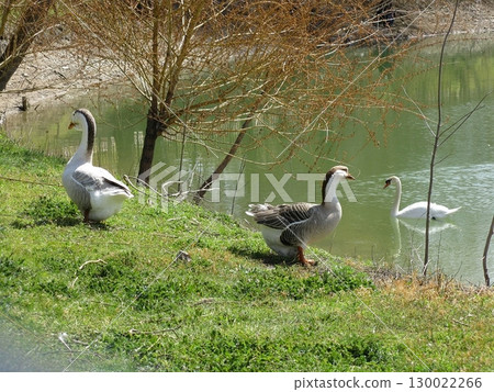 Geese and a Swan Near a Green Lake with Bare Trees in the Background 130022266