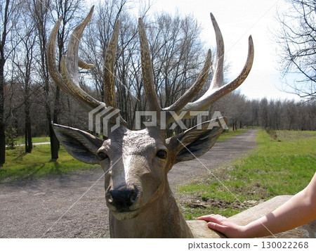 Deer Statue with Large Antlers in a Park with Bare Trees and a Gravel Path Deer Statue with Large Antlers in a Park with Bare Trees and a Gravel Path 130022268