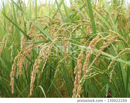 雨後的稻穗(夏收時節關中平原的稻田) 雨後的稻穗(夏收時節關中平原的稻田) 130022289