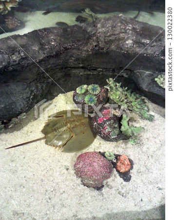 A Horseshoe Crab Resting Among Colorful Sea Urchins in an Aquarium Habitat 130022380