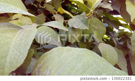 Close Up of a Lemon Tree with Unripe Green Lemons Surrounded by Lush Leaves 130022381
