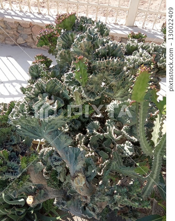 Clustered Succulents with Wavy Leaves in a Dry Garden by a Decorative Fence Clustered Succulents with Wavy Leaves in a Dry Garden by a Decorative Fence 130022409
